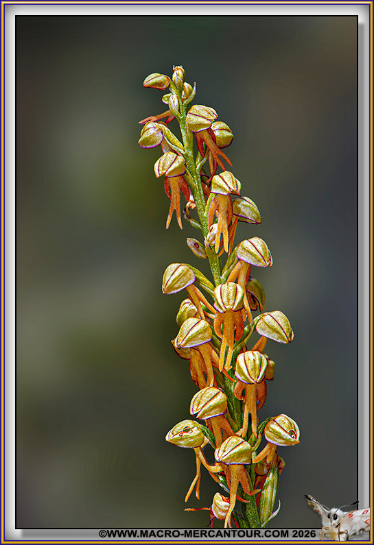 Orchis Homme pendu